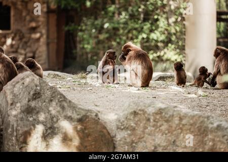 un groupe de singes s'assoient sur un rocher et mangent des légumes dans leur habitat naturel. Animaux sauvages. Banque D'Images