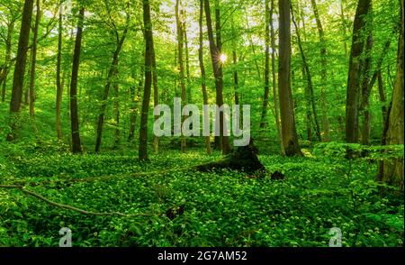 L'ail sauvage s'épanouie dans la forêt alluviale d'Ammersee, dans le district de Landsberg/Lech, en haute-Bavière, en Bavière, en Allemagne, en Europe Banque D'Images