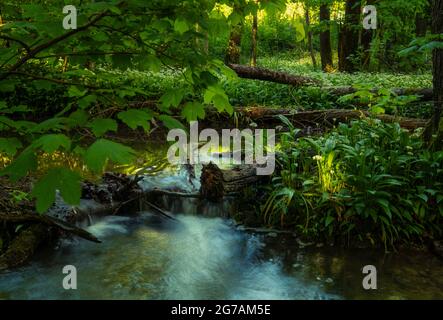 L'ail sauvage s'épanouie dans la forêt alluviale d'Ammersee, dans le district de Landsberg/Lech, en haute-Bavière, en Bavière, en Allemagne, en Europe Banque D'Images