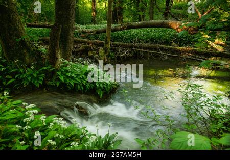 L'ail sauvage s'épanouie dans la forêt alluviale d'Ammersee, dans le district de Landsberg/Lech, en haute-Bavière, en Bavière, en Allemagne, en Europe Banque D'Images