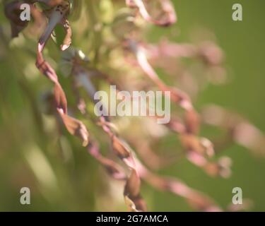 Languette de la ceinture de Buck, bractées, (Himantoglossum hircinum) orchidée sauvage dans une réserve naturelle, vallée de Tauber, Bad Mergentheim, Bade-Wurtemberg, Allemagne, Europe Banque D'Images