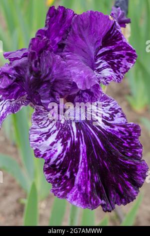 Grand iris barbu (Iris barbata-elatior), cultivar 'Splatter Matters' Banque D'Images