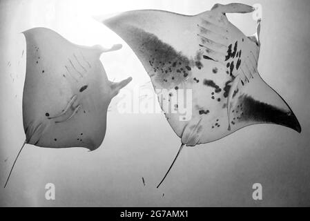 Le rayon manta géant (Mobula birostris, Syn .: Manta birostris), un type de rayon de la famille des rayons du diable, les rayons manta sont les plus grands rayons des océans Banque D'Images