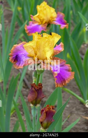 Grand iris à barbe (Iris barbata-elatior), cultivar 'Native American' Banque D'Images