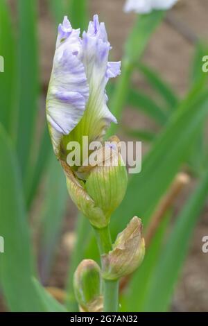 Grand iris barbu (Iris barbata-elatior), cultivar 'Misty Morning Melody' Banque D'Images