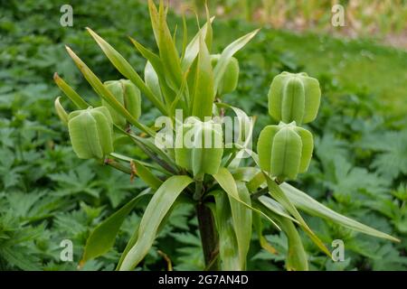 Couronne impériale (Fritilaria impérialis), peuplement de semences Banque D'Images