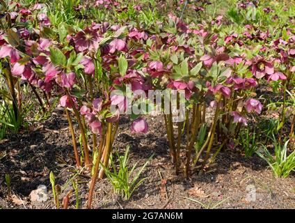 Rose de Noël rouge (Helleborus orientalis) 'Red Lady' Banque D'Images