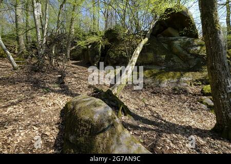 Labyrinthe rocheux sous les ruines du Nordburg Lichtenstein au Lichtenstein, parc naturel de Haßberge, quartier de Hassberge, Basse-Franconie, Franconie, Bavière, Allemagne Banque D'Images