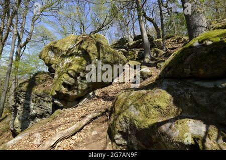 Labyrinthe rocheux sous les ruines du Nordburg Lichtenstein au Lichtenstein, parc naturel de Haßberge, quartier de Hassberge, Basse-Franconie, Franconie, Bavière, Allemagne Banque D'Images