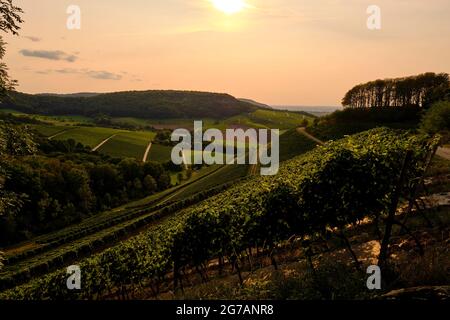 Paysage et vignobles autour de la ville viticole de Castell, quartier de Kitzingen, Basse-Franconie, Bavière, Allemagne Banque D'Images