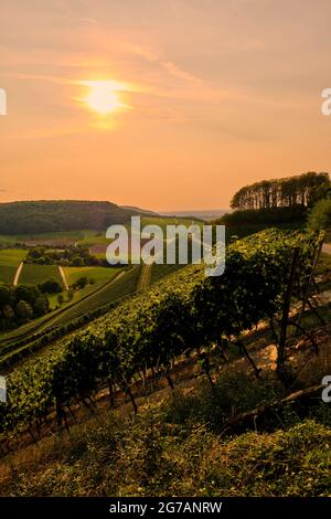 Paysage et vignobles autour de la ville viticole de Castell, quartier de Kitzingen, Basse-Franconie, Bavière, Allemagne Banque D'Images