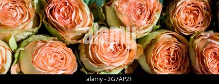 Bouquet de roses pivoines de juliette. Fleurs de corail, fond floral Banque D'Images