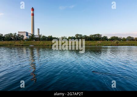 Vienne, castor eurasien ou castor européen (fibre de Castor) nageant dans la rivière Neue Donau (Nouveau Danube) en face de la centrale électrique de Donaustadt en 22. Donaustadt, Vienne, Autriche Banque D'Images