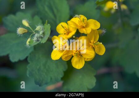 Fleur de petite fleur jaune de Chelidonium sur fond vert par un jour ensoleillé. Plante à fleurs de celandines fraîches avec pétales jaunes en été. Banque D'Images