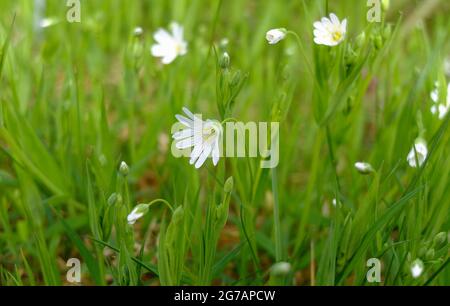 La grande mauvaise herbe (Stellaria holostea) Banque D'Images