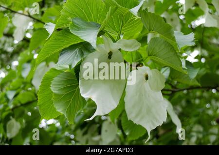 Mouchoir (Davida involucrata) en fleur Banque D'Images