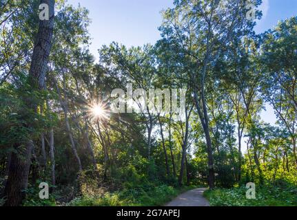 Vienne, arbres à Lobau, partie du parc national Donau-Auen (Parc national du Danube-Auen) en 22. Donaustadt, Vienne, Autriche Banque D'Images