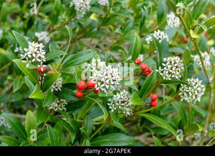 Le skimmia aux fruits japonais (Skimmia japonica) avec des fruits et des fleurs Banque D'Images