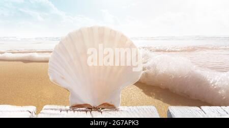 Coquilles Saint-Jacques sur la plage avec l'océan en arrière-plan Banque D'Images