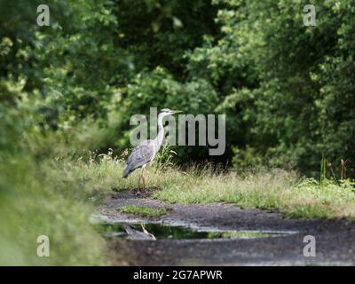 Un héron gris (Ardea cinerea) marchant le long du chemin de halage du canal Calder et Hebble navigation. Banque D'Images