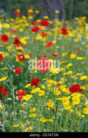 Coquelicots et Marigolds de maïs dans un pré de fleurs sauvages dans les jardins RHS Wisley. Banque D'Images