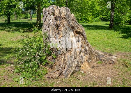 Allemagne, Bade-Wurtemberg, Pfullingen, ancienne souche d'arbre sur le Schönbergwiese à la tour de Schönberg. Alb. Souabe Banque D'Images