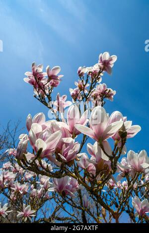 Allemagne, Bade-Wurtemberg, Tuebingen, jardin botanique, tulipe magnolia Banque D'Images