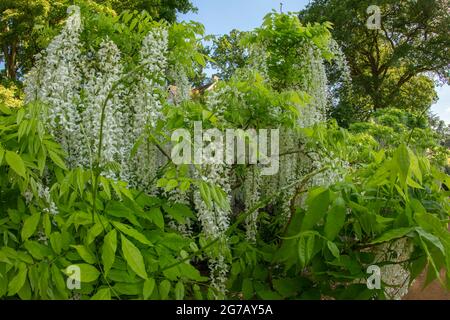 Magnifique Wisteria floribunda F. alba ‘hiro-noda’, wisteria japonaise blanche, Wisteria floribunda ‘hiro-naga’, Wisteria floribunda ‘longissima Alba’ Banque D'Images