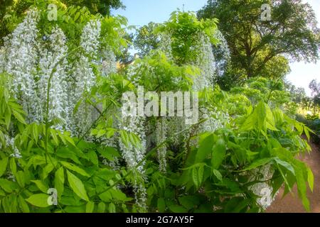 Magnifique Wisteria floribunda F. alba ‘hiro-noda’, wisteria japonaise blanche, Wisteria floribunda ‘hiro-naga’, Wisteria floribunda ‘longissima Alba’ Banque D'Images