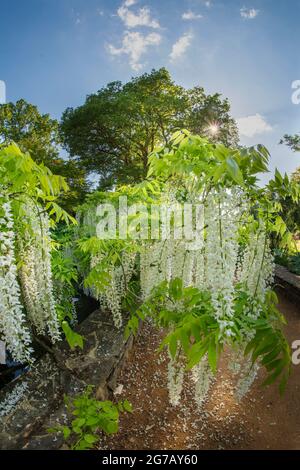 Magnifique Wisteria floribunda F. alba ‘hiro-noda’, wisteria japonaise blanche, Wisteria floribunda ‘hiro-naga’, Wisteria floribunda ‘longissima Alba’ Banque D'Images