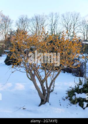 Le ciel de sorcière 'pallida' (Hamamelis x intermedia) dans le jardin avec de la neige Banque D'Images