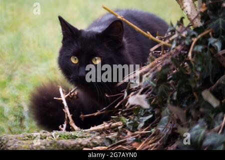 Chat noir sur le guetteur, prêt à bondir Banque D'Images