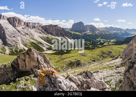 Col Raiser avec vue sur le Sassolungo, Val Gardena, Italie Banque D'Images