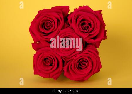 Roses rouges à l'infini sur fond jaune Banque D'Images