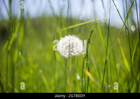 Horloge pissenlit pleine de graines dans la campagne du Sussex, Angleterre, Royaume-Uni. Le Taraxacum officinale, le pissenlit ou pissenlit commun, est une plante herbacée vivace à fleurs du genre pissenlit de la famille des Asteraceae Banque D'Images