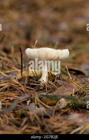 Champignons toxiques Amanita ou champignon de mouche agarique sur le sol de la forêt dans la grande herbe verte. Arrière-plan vertical naturel et automnal. Banque D'Images