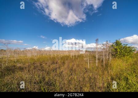 Forêt de cyprès nain, parc national des Everglades, Floride, États-Unis, Banque D'Images