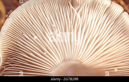 Texture du fond de champignon parmi la mousse verte. Photo macro de texture champignon Banque D'Images