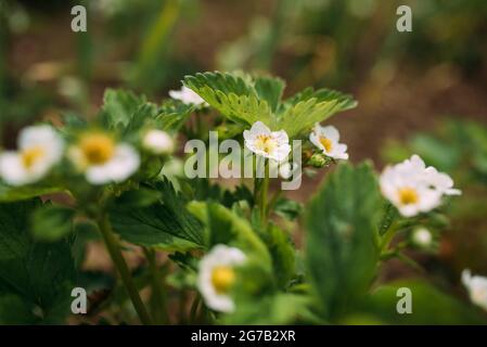 fleurs blanches de la plante de fraise Banque D'Images