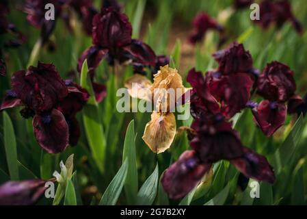 Les iris s'estompent entre les iris violet foncé en fleurs Banque D'Images