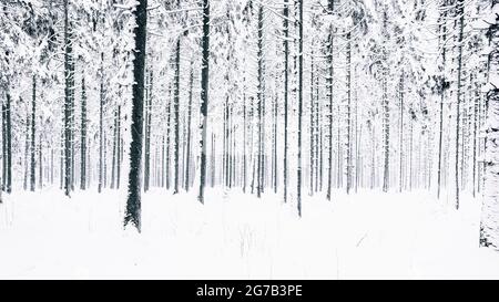 Forêt d'hiver, Monschau, Allemagne Banque D'Images