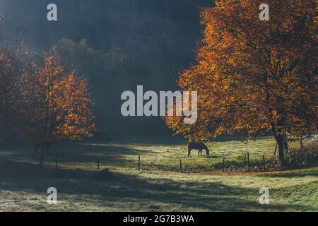 Prairie avec cheval en automne, Parc National d'Eifel, Allemagne Banque D'Images