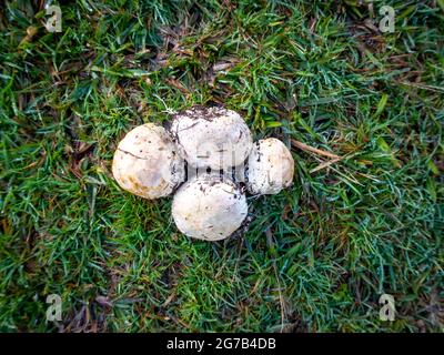 Ileodictyon cibarium, champignon de basket, qui ressemble à des boules de feuillepertute, cueillies dans le jardin et posées sur l'herbe pour les examiner, Nouvelle-Zélande Banque D'Images