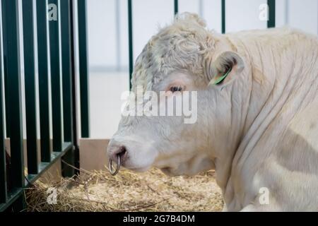 Grand taureau blanc reposant à l'exposition des animaux agricoles - vue de côté rapprochée Banque D'Images