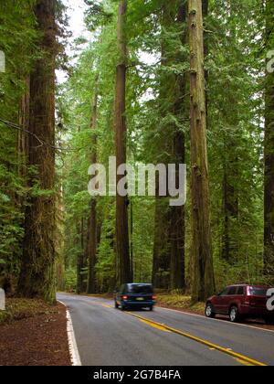 Avenue des géants, parc régional Humboldt Redwoods, Californie, États-Unis Banque D'Images