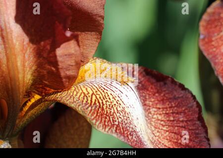 Iris brun à barbe, variété Iris germanica Kent Pride, fleur en gros plan montrant la barbe orange avec un fond flou de fleurs et de feuilles. Banque D'Images