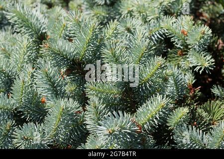 Épinette bleue du Colorado, variété Picea pungens Gloria, feuilles en plein soleil sans arrière-plan et feuilles floues autour des bords. Banque D'Images