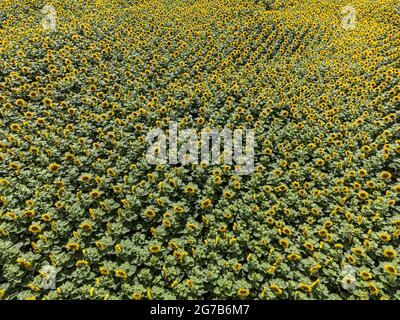 Vue aérienne d'un champ de tournesol en été Banque D'Images