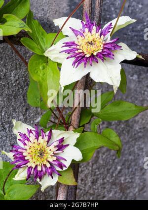 Les tepals blancs entourent un patron central de pourpre et blanc dans le grimpeur dur à feuilles caduques, Clematis florida var. Sieboldiana 'Viennetta' Banque D'Images