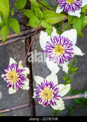 Les tepals blancs entourent un patron central de pourpre et blanc dans le grimpeur dur à feuilles caduques, Clematis florida var. Sieboldiana 'Viennetta' Banque D'Images